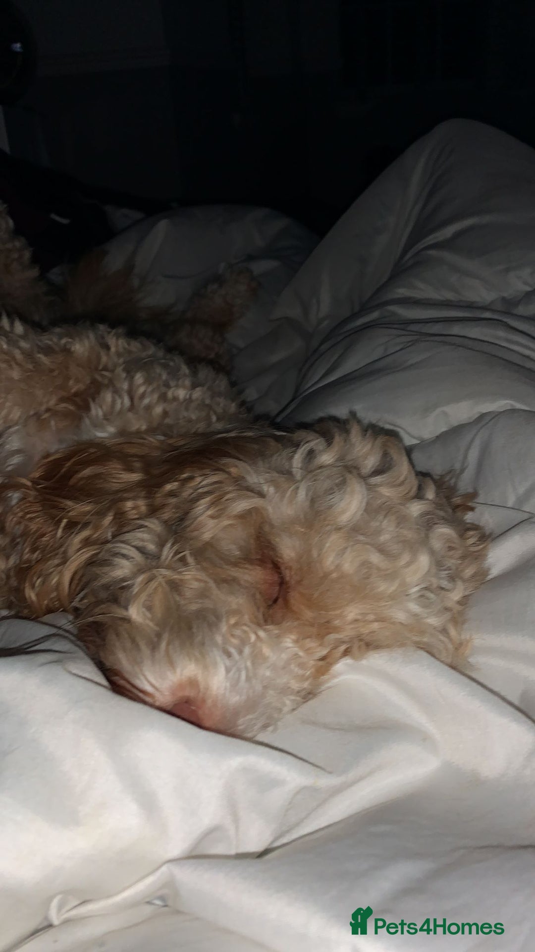 Cockapoo dogs for stud: Thundi - Image 3
