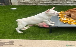 French Bulldog dogs for sale: Velvet and Fluffy french bulldogs  - Image 17