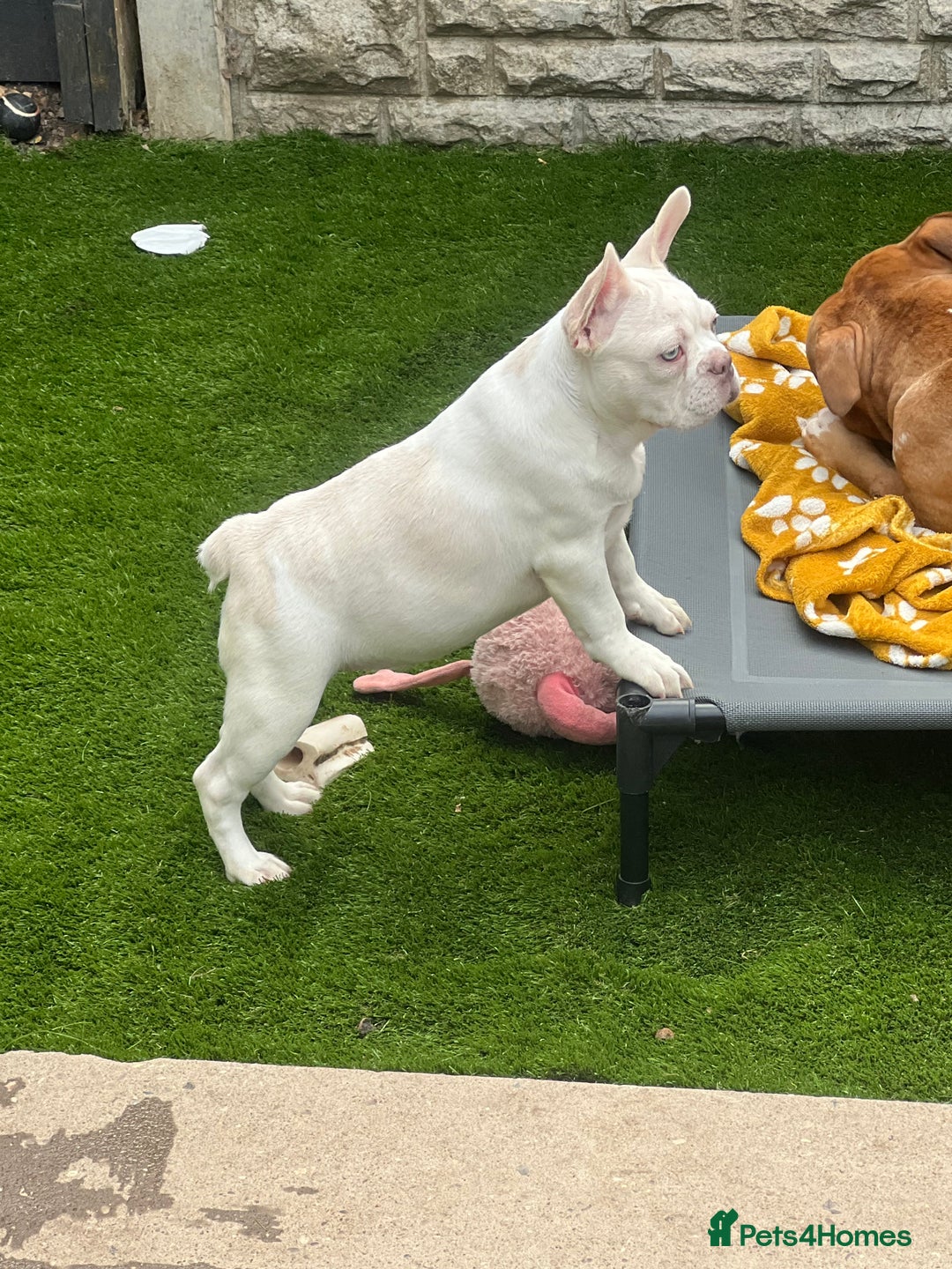 French Bulldog dogs for sale: Velvet and Fluffy french bulldogs  - Image 17
