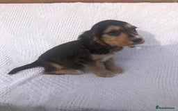 Cocker Spaniel dogs for sale: Cocker Spaniel Puppies for sale  - Image 1