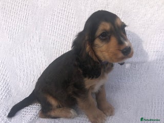 Cocker Spaniel dogs - Advert 28