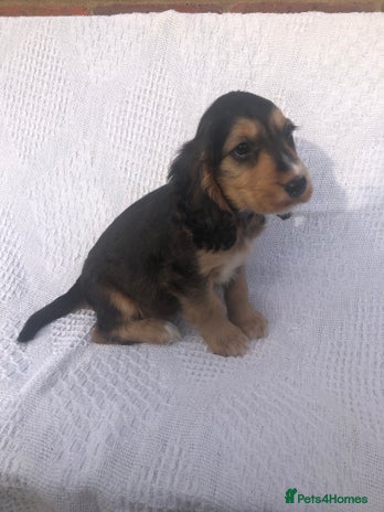 Cocker Spaniel dogs - Advert 1