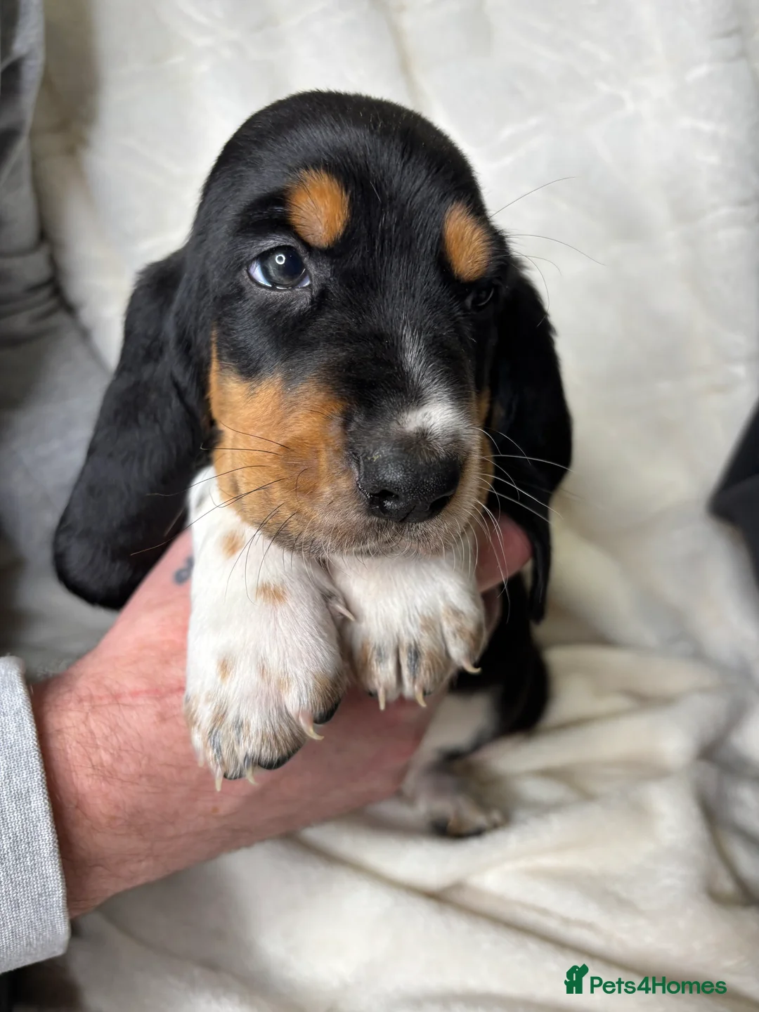Basset Hound dogs for sale: Hungarian bloodlines 1 girl/1 boy left  - Advert 7