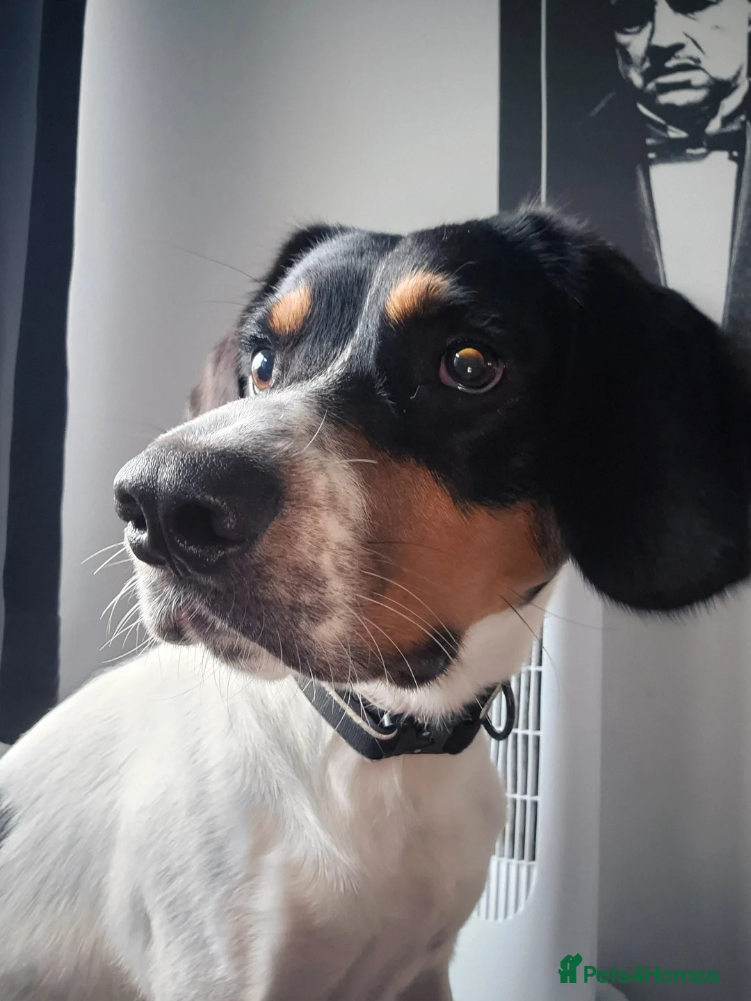 Mixed Breed dogs for sale: BUDDY       - Advert 2