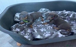 Miniature Dachshund dogs for sale: Miniature Dachshund puppies - Image 8