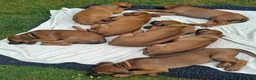 Rhodesian Ridgeback dogs for sale: KC reg,Excellent Ridges,Health checked/Elb/Hip/JME - Advert 19