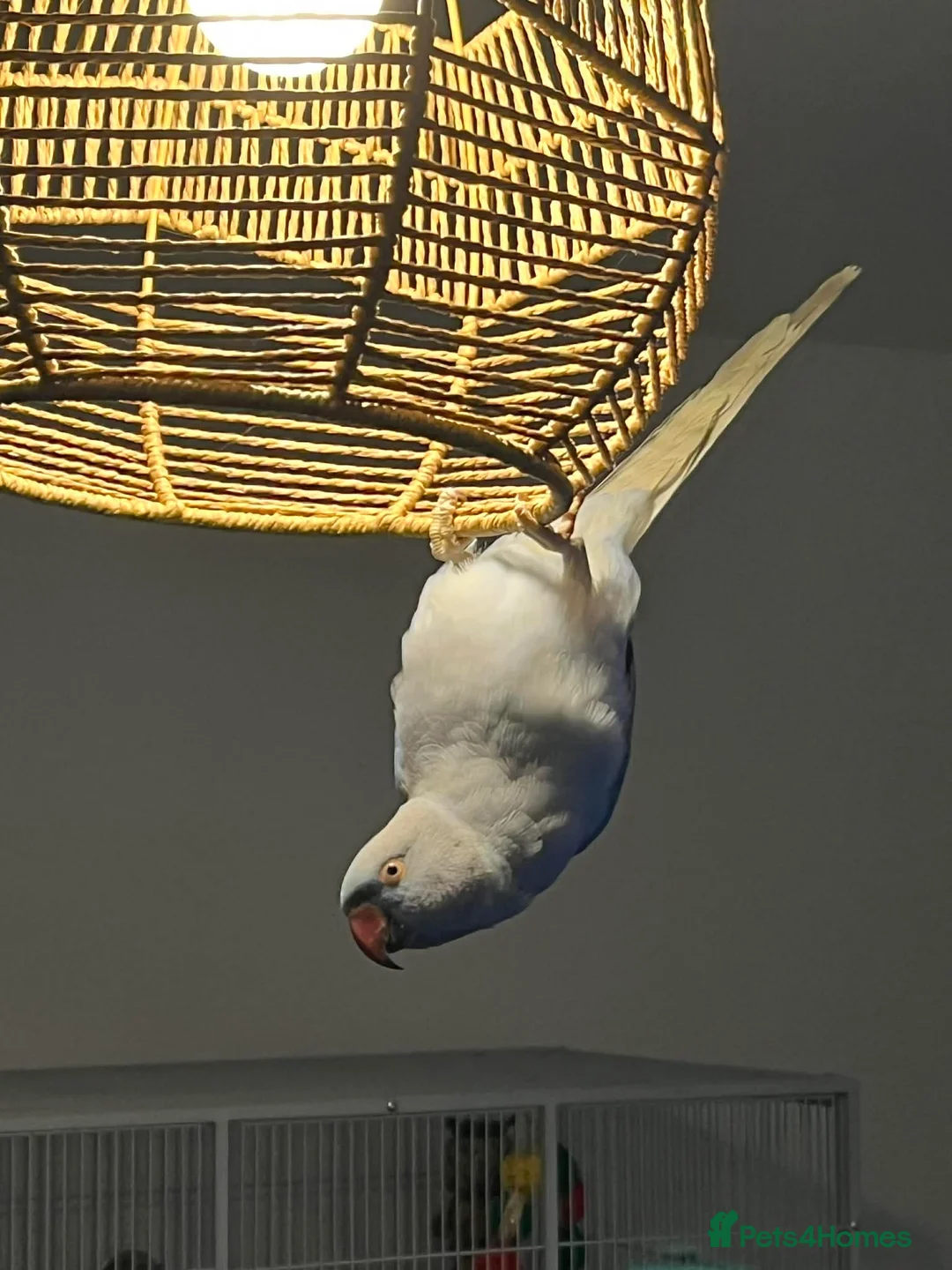 Ringnecks birds for sale: Indian ringneck blue female - Advert 5