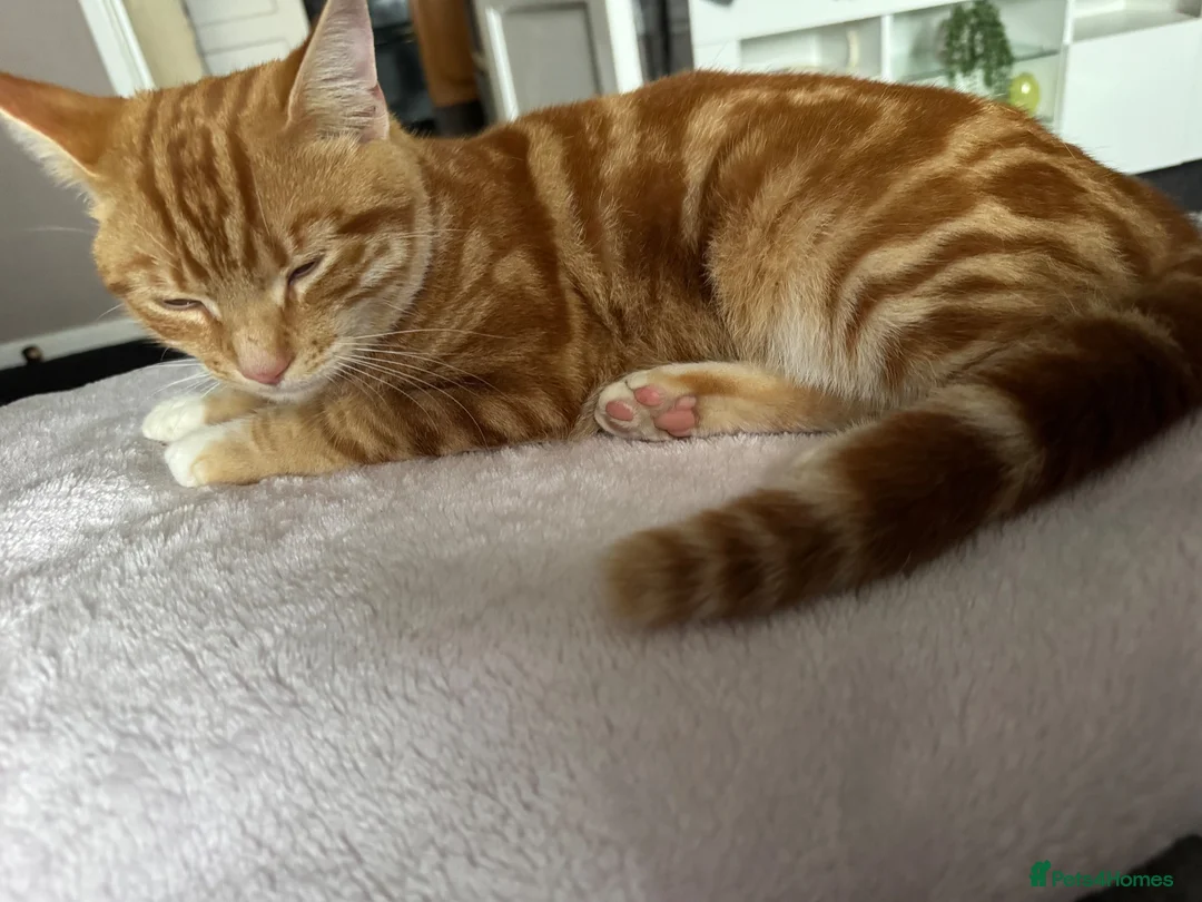 Domestic Shorthair cats for sale: Cookie in Bradford - Advert 3