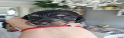 Miniature Dachshund dogs for sale: 🌟 Miniature LH Dachshund Puppies 🌟  - Advert 14