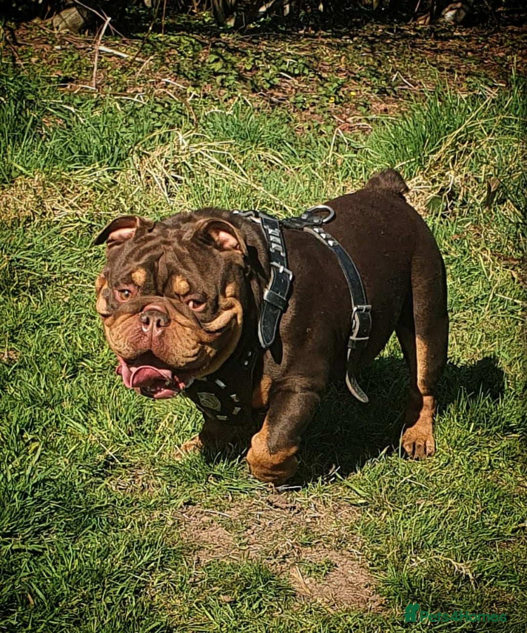 English Bulldog dogs *ROGUEROYALES Stud Valentino* Health Tested Clear in Wolverhampton - Advert 14