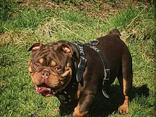English Bulldog dogs *ROGUEROYALES Stud Valentino* Health Tested Clear in Wolverhampton - Advert 7