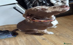 Borador dogs for sale: Beautiful boy needing a new forever home - Image 4