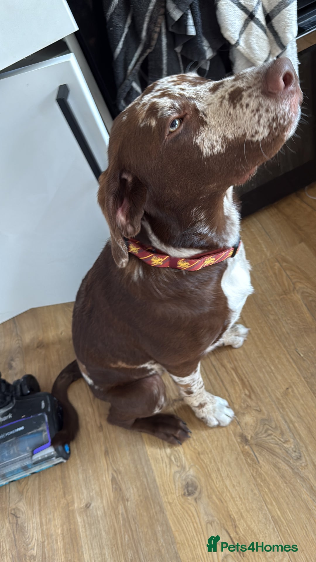 Borador dogs for sale: Beautiful boy needing a new forever home - Image 4