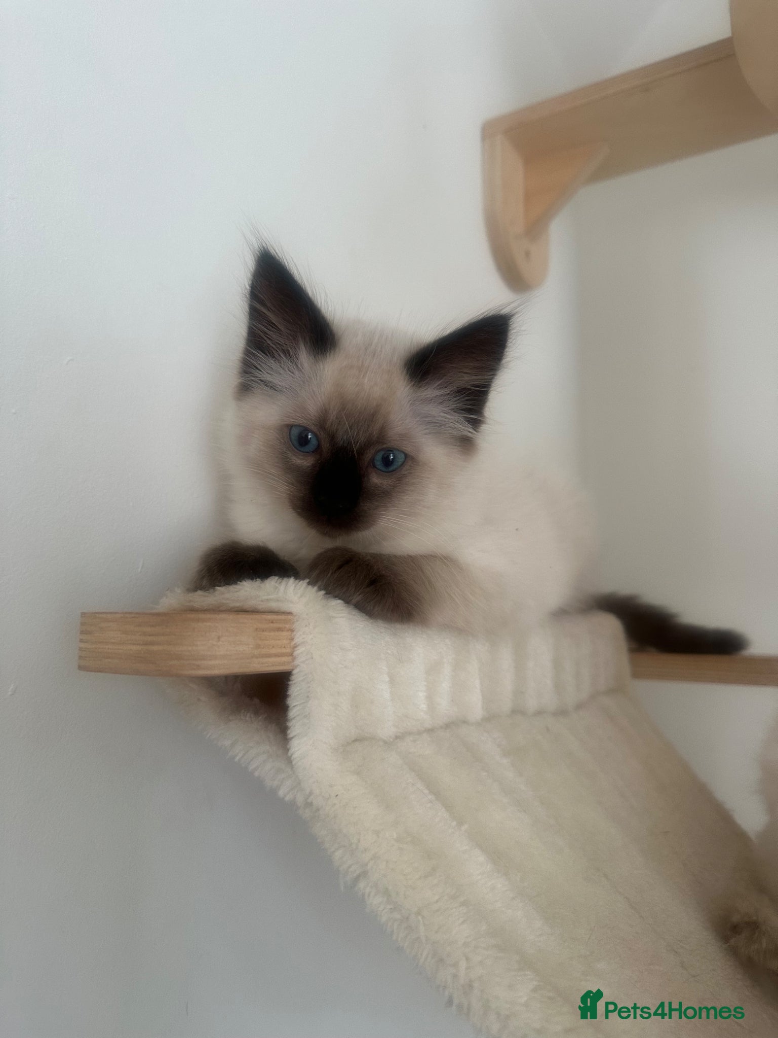 Ragdoll cats Beautiful Ragdoll Siamese Kittens - Advert 3