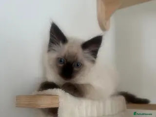 Ragdoll cats Beautiful Ragdoll Siamese Kittens - Advert 3