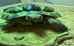 Tortoise reptiles for sale: Dave the Mediterranean spur thighed  - Advert 2