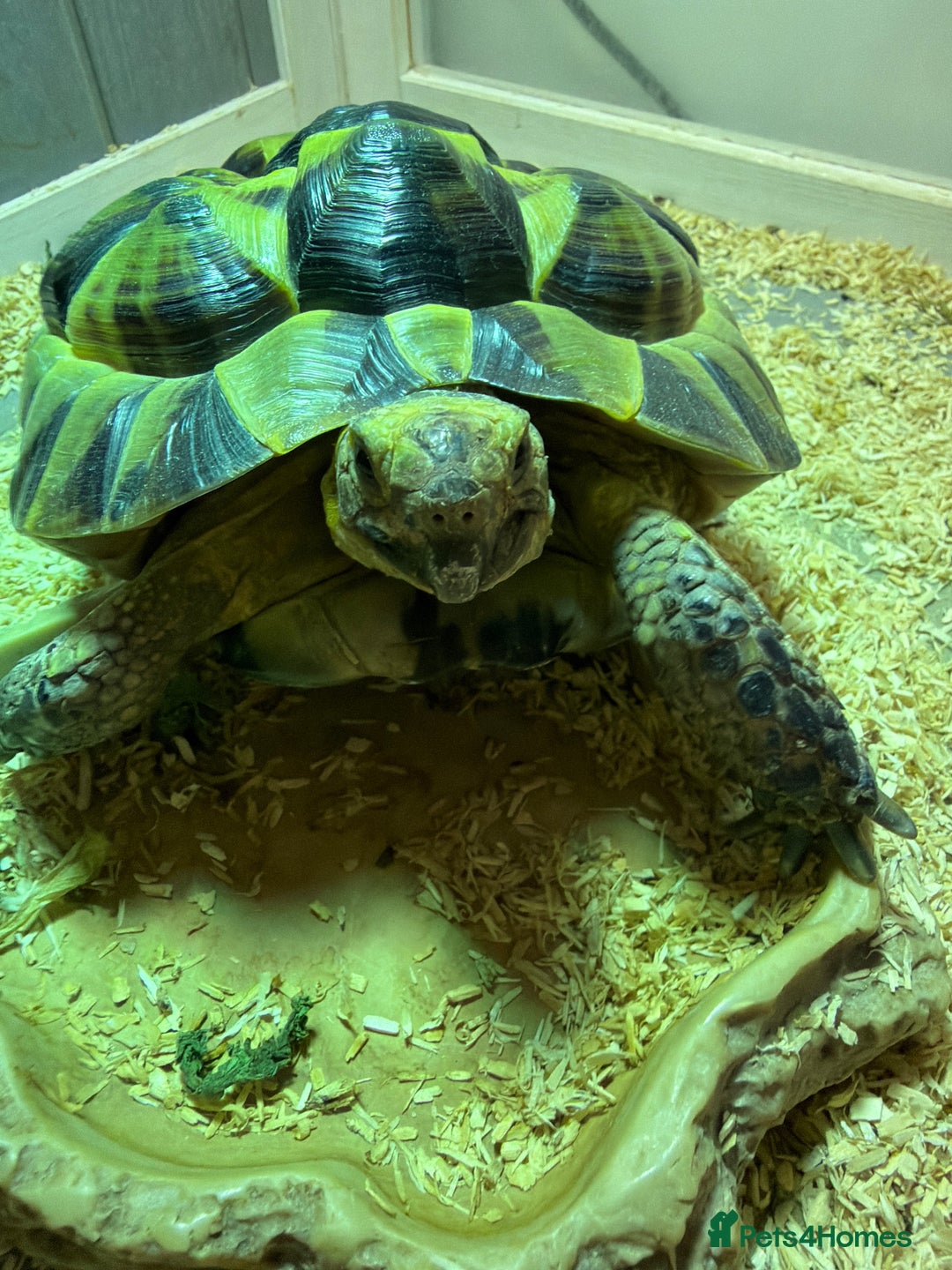 Tortoise reptiles for sale: Dave the Mediterranean spur thighed  - Advert 2