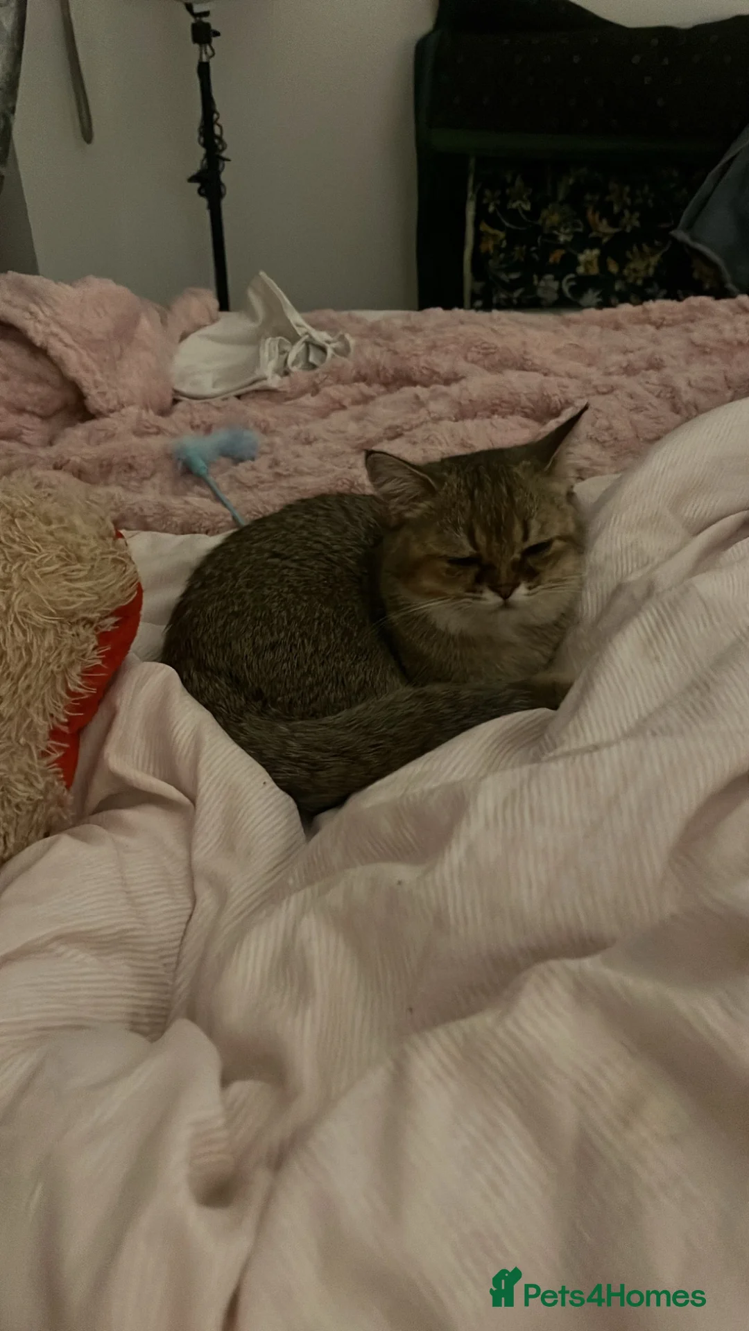 Scottish Fold cats for sale: 1x Male Scottish Straight  in Portsmouth - Advert 1