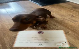 Miniature Dachshund dogs for stud: Proven mini dachshund for stud - Image 4