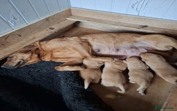 Labrador Retriever dogs for sale: Beautiful Fox Red girls available - Image 4