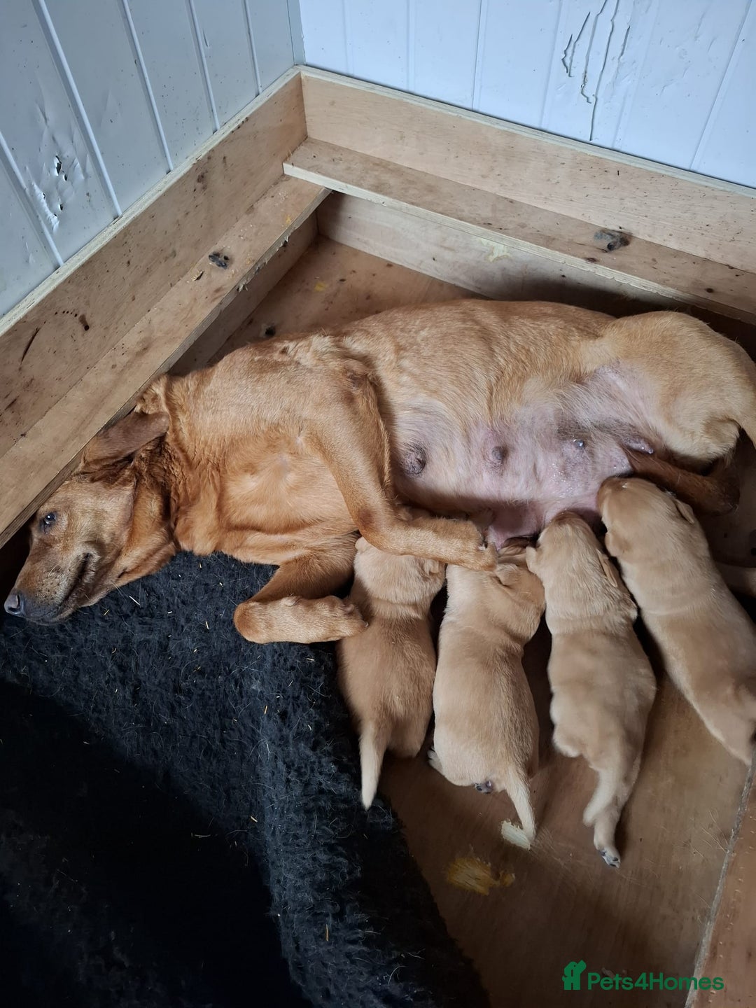 Labrador Retriever dogs for sale: Beautiful Fox Red girls available - Image 4