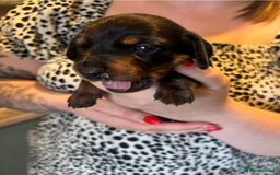Mixed Breed dogs for sale: Dorkie Puppies  - Image 7