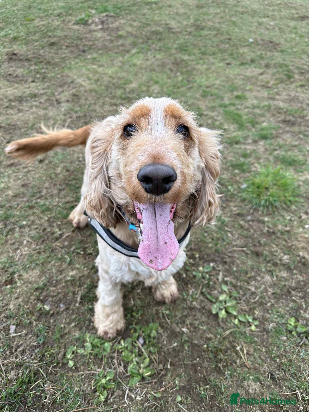 Cocker Spaniel dogs for sale: Beautiful Bailey age 6 looking for a new home - Image 9