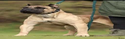 Presa Canario dogs for sale: Purebred chunky presa canario puppies  in Sheffield - Advert 11
