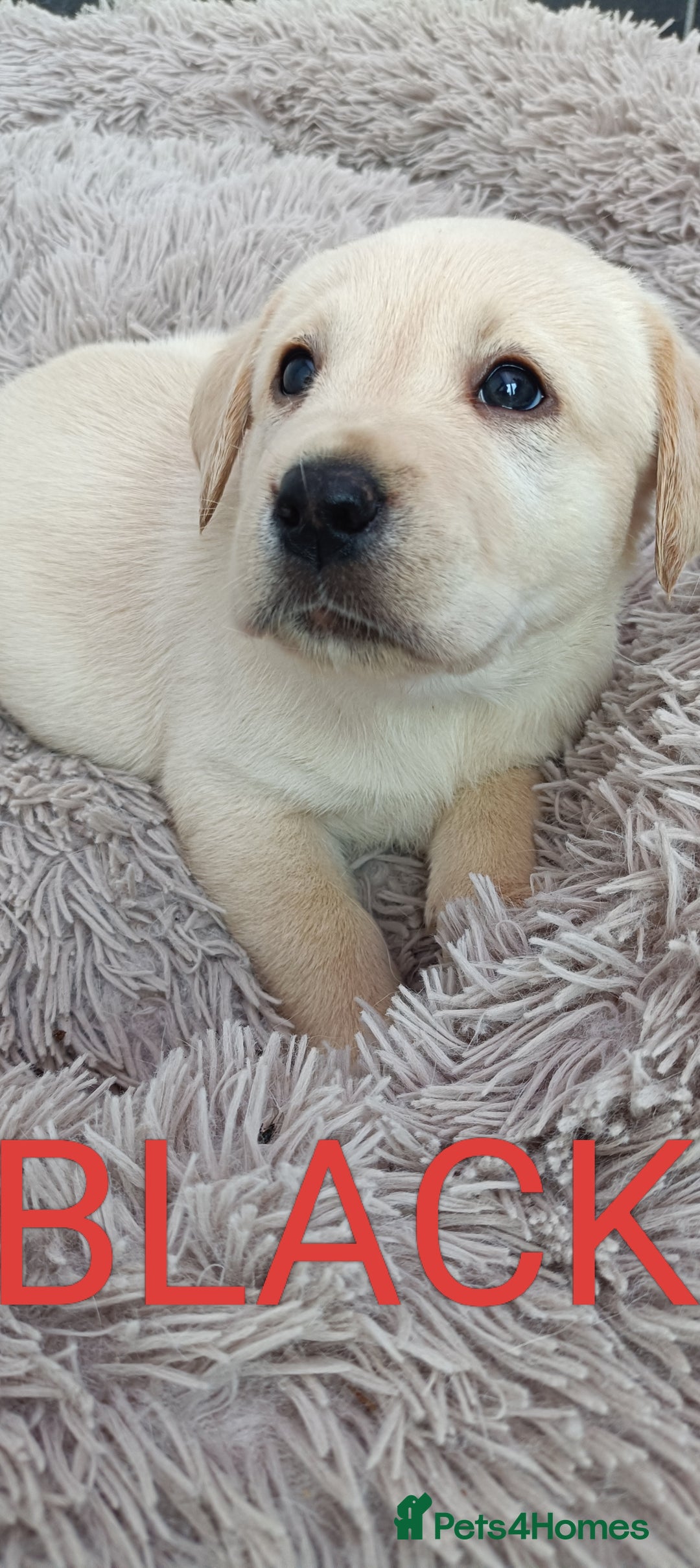 Labrador Retriever dogs for sale: Labrador puppies  - Image 7