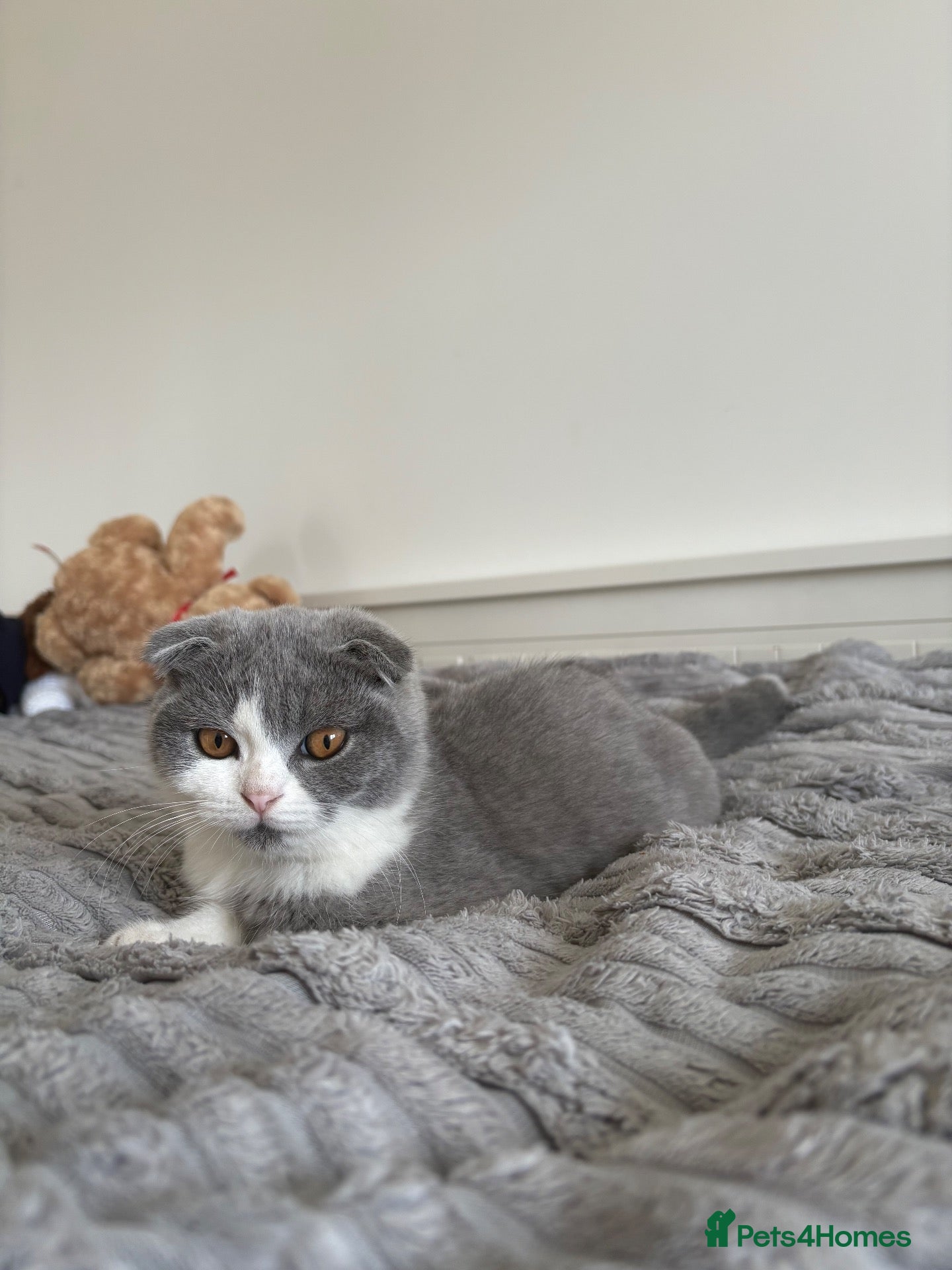 Scottish Fold cats Last Kittens – Don't Miss Out  - Advert 2