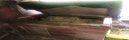 Quail poultry for sale: NEST-BOX FOR CHICKENS/QUAILS ! - Advert 3