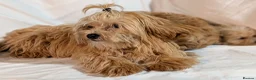 Maltipoo dogs for sale: Lovely Maltipoo Puppies Ready To Leave - Advert 18