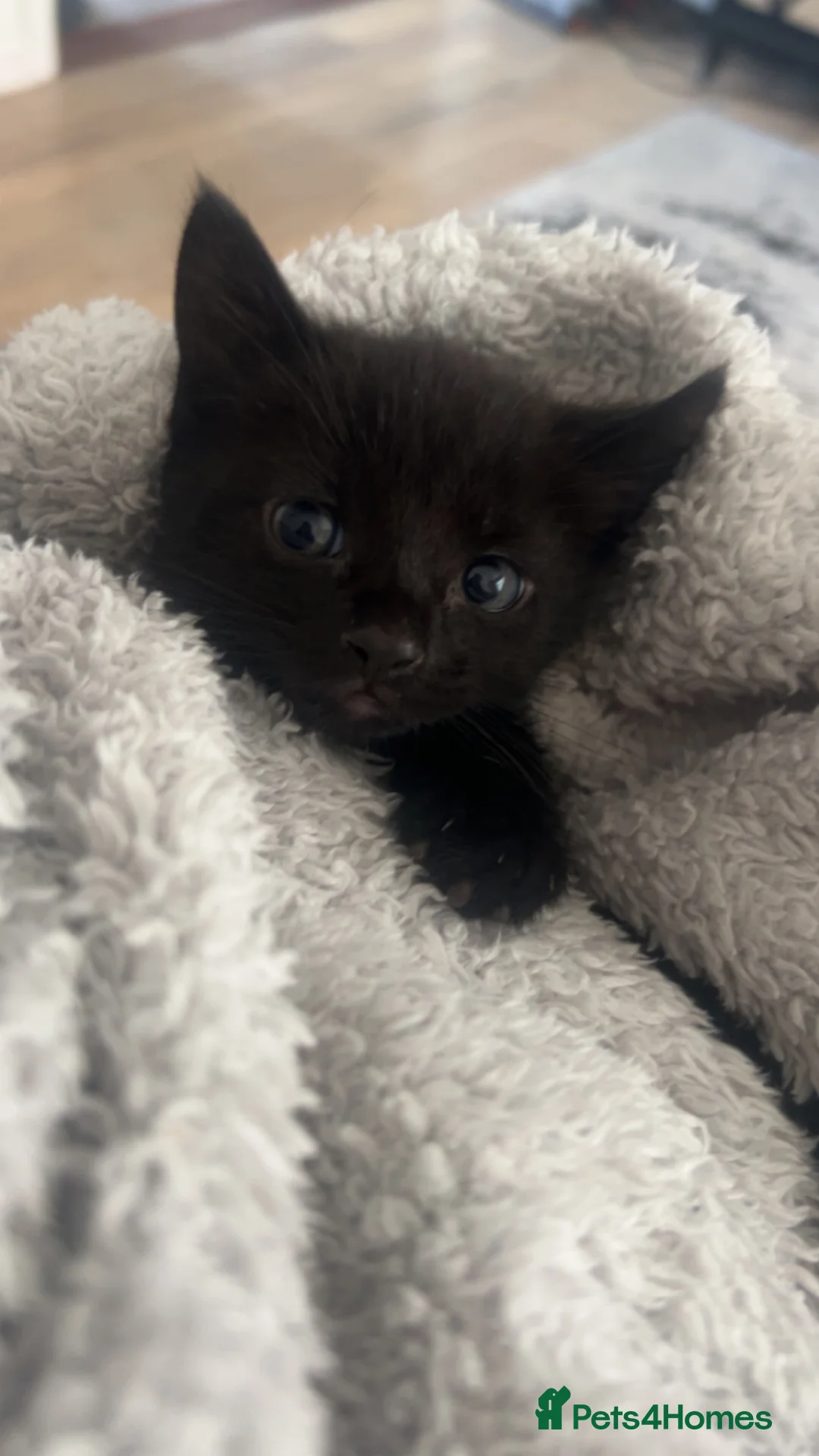 Mixed Breed cats for sale: black kittens  - Advert 3
