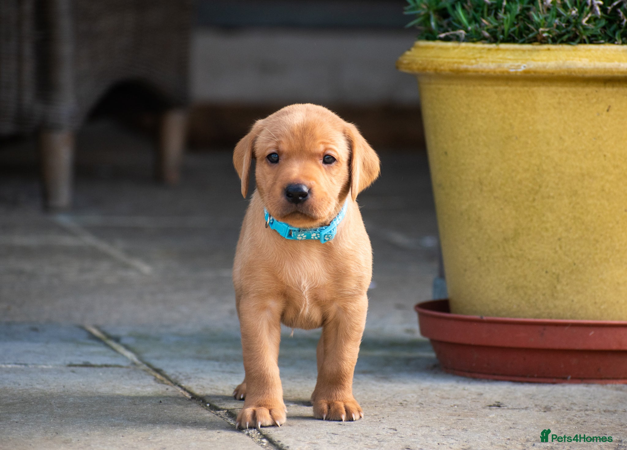 Labrador Retriever dogs for sale: Stunning litter of KC registered Yellow Labradors - Advert 1