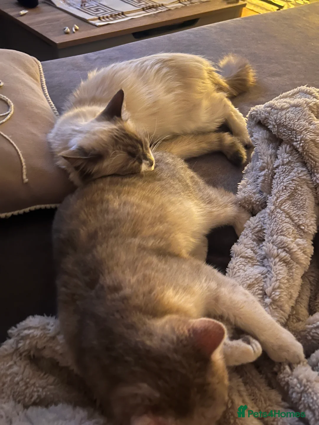 Ragdoll cats for sale: Gorgeous Ragdoll and BSH - Advert 2