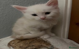 Maine Coon cats for sale: Purebred Maine Coon kittens - Image 7