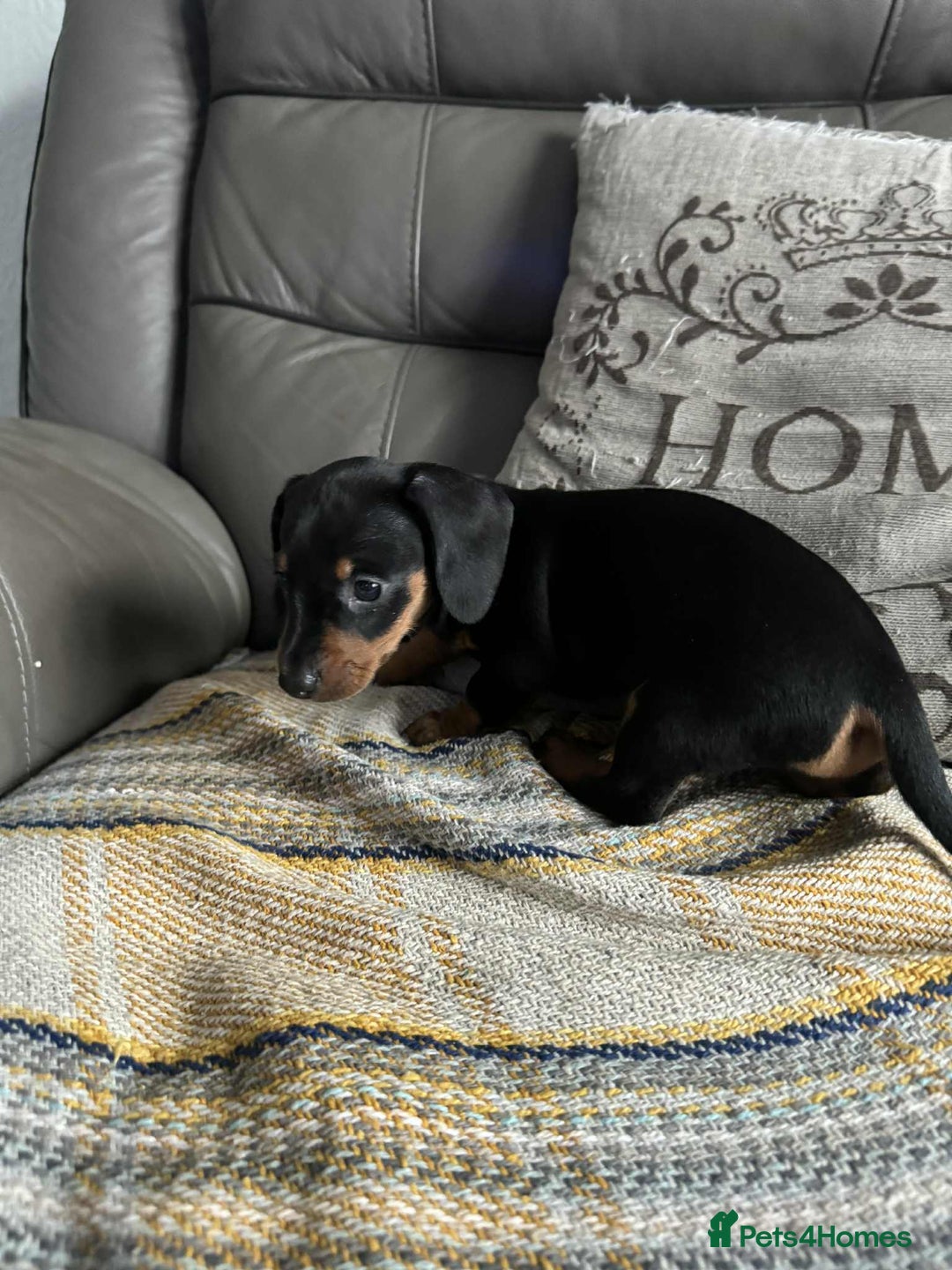 Miniature Dachshund dogs for sale: Miniature Dachshund Puppies ready to go 3/12/25 - Advert 22