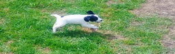 English Springer Spaniel dogs for sale: English springer spaniel pups  - Advert 6