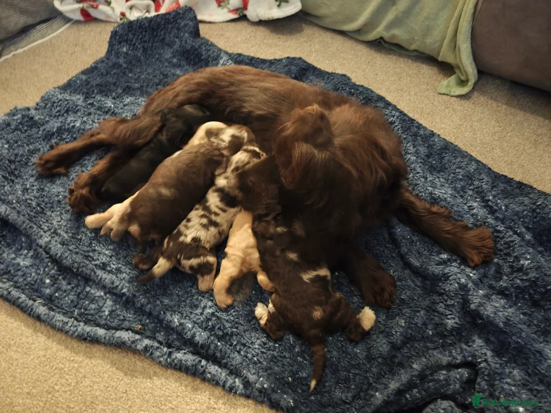 Cockapoo dogs for sale: Cockapoo - Advert 6