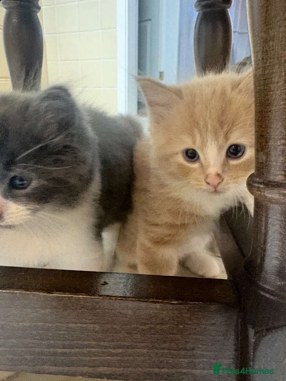 Mixed Breed cats for sale: Gorgeous ragdoll mixed breed  in Pontefract - Advert 1