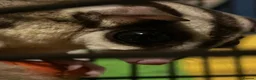 Sugar Glider rodents for sale: **PLEASE READ** - Advert 3