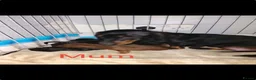 Dachshund dogs for sale: Beautiful Dutchhound puppy's ready to leave  - Advert 7