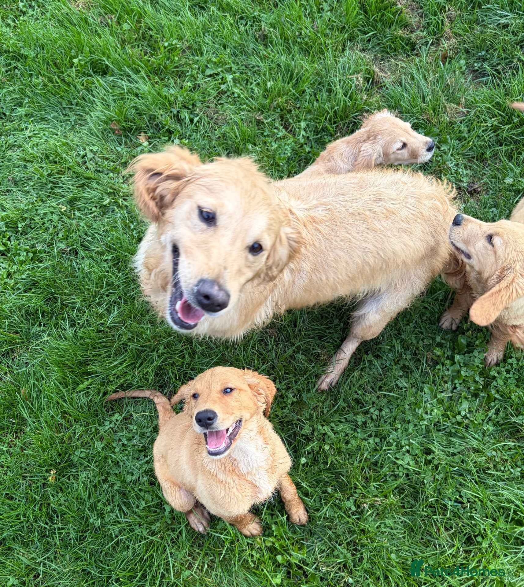 Golden Retriever dogs  Golden Retriever Puppies – 3 Beautiful Boys - Advert 1