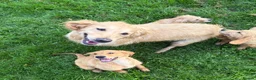 Golden Retriever dogs for sale:  Golden Retriever Puppies – 3 Beautiful Boys - Advert 1