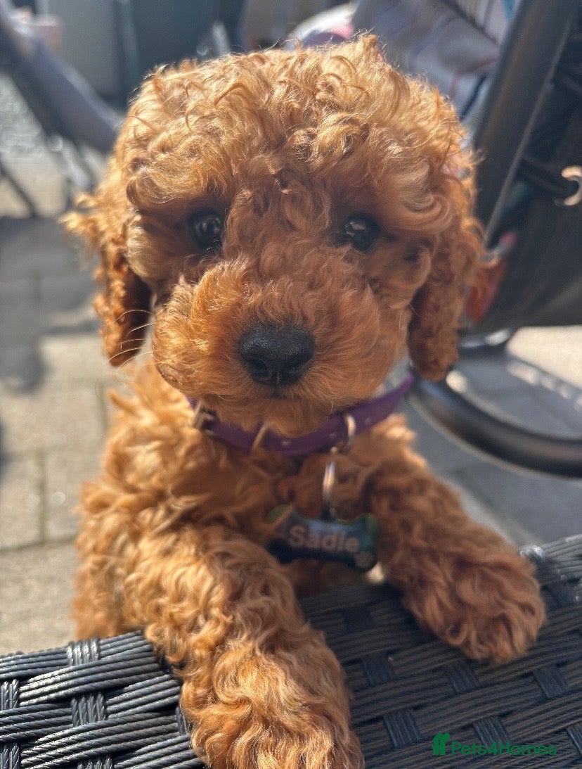 Toy Poodle dogs Female toy poodle puppy - Advert 5