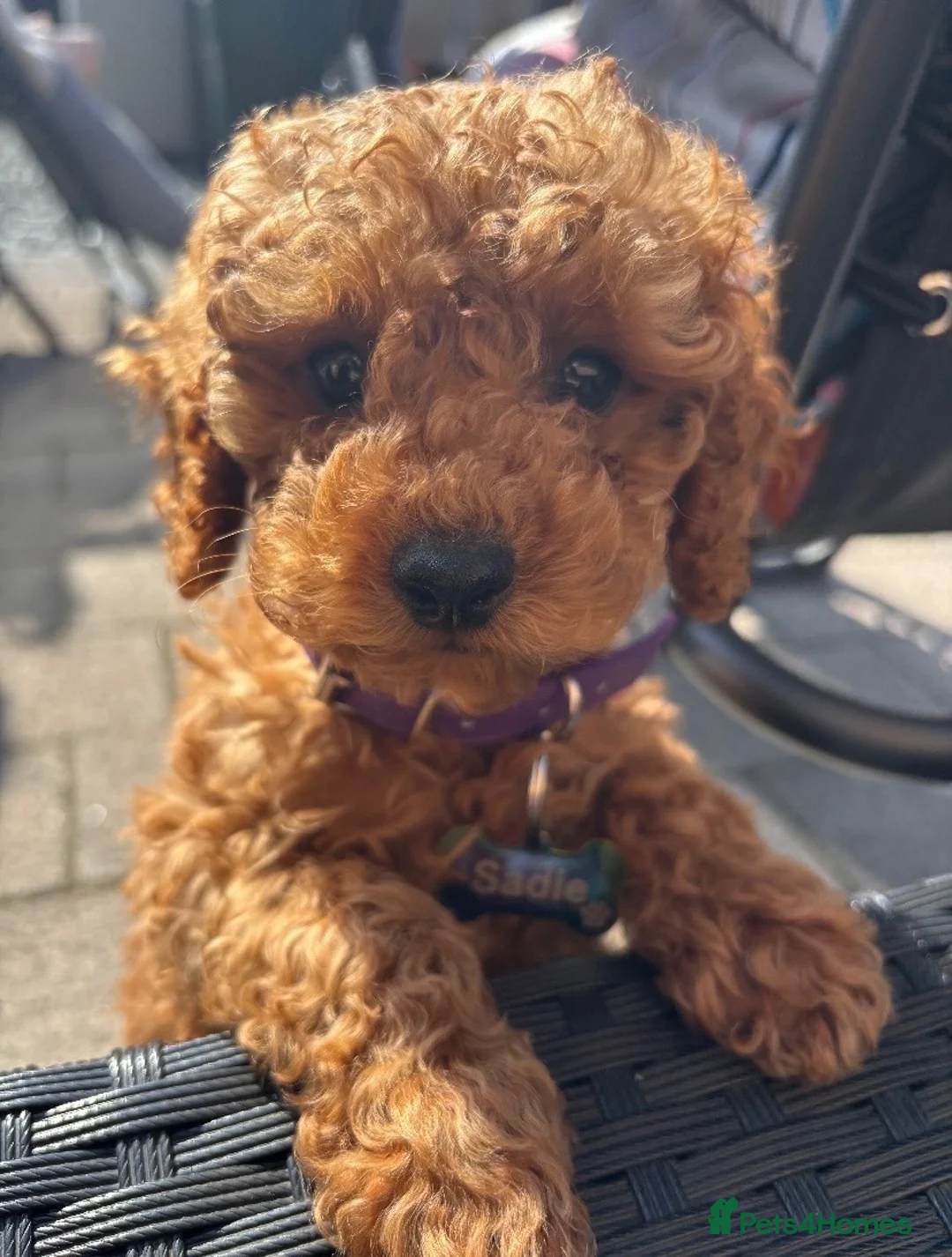 Toy Poodle dogs for sale: Female toy poodle puppy in Bishop Auckland - Advert 1