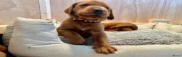 Labrador Retriever dogs for sale: KC registered Fox Red Labrador puppies. - Advert 5