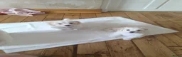 Maltese dogs for sale: 2 female Maltese puppies - Advert 13