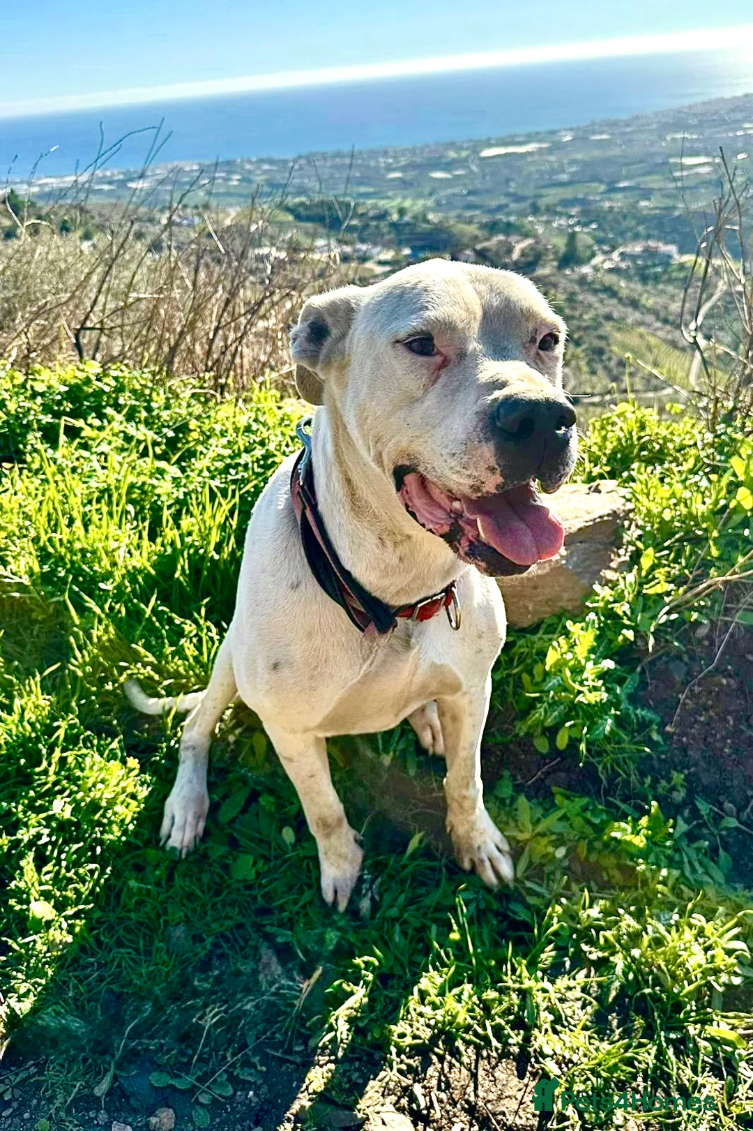 Mixed Breed dogs for adoption: 🚨‼️URGENT‼️🚨 Zeus🐾 - Advert 2