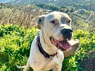 Mixed Breed dogs 🚨‼️URGENT‼️🚨 Zeus🐾 - Advert 10